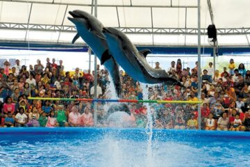 Fun Swimming Tour with Dolphins at Dolphinaris